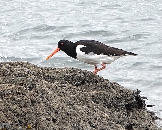 oystercatcher